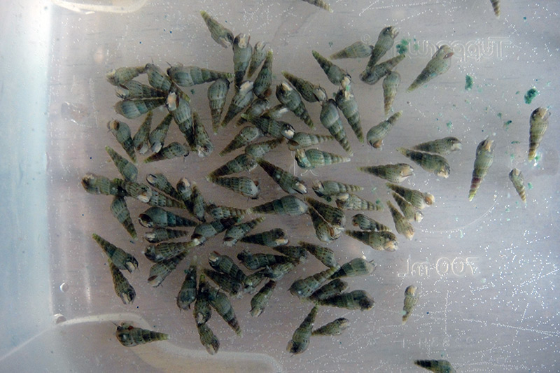 Nadelkronenschnecke, mailaiisch/indische Turmdeckelschnecke (Melanoides tuberculata)