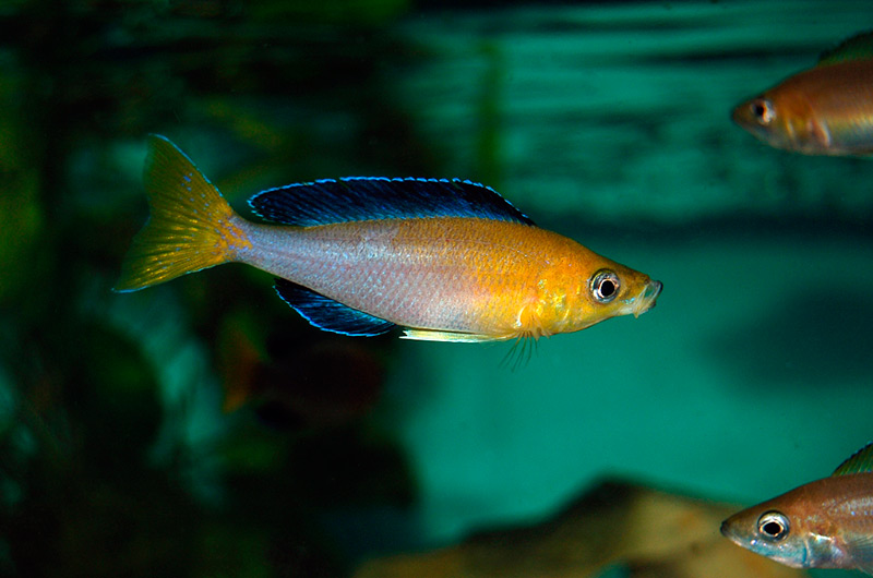 Cyprichromis kitumba Männchen
