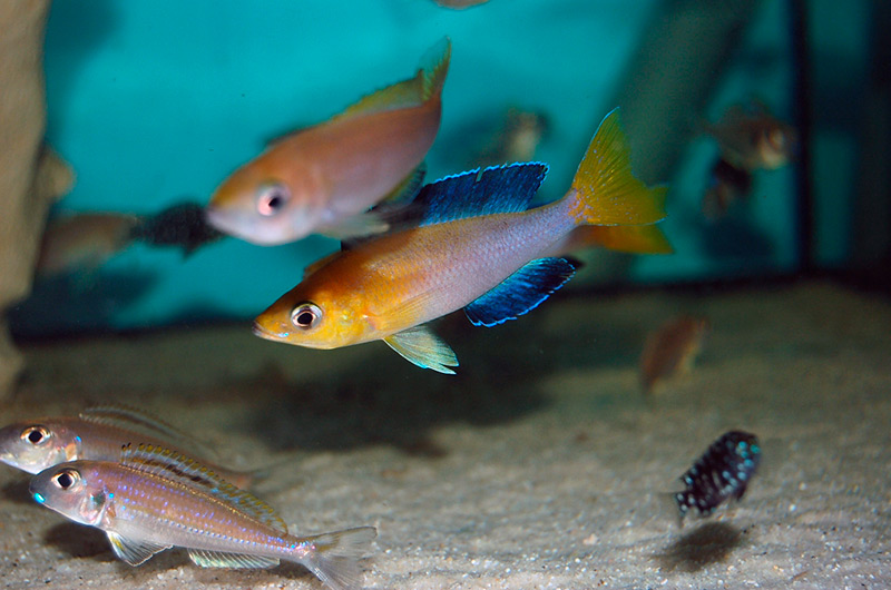 Cyprichromis kitumba Paar