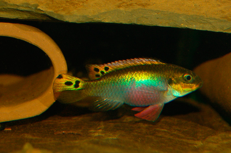 Pelvicachromis taeniatus moliwe Weibchen