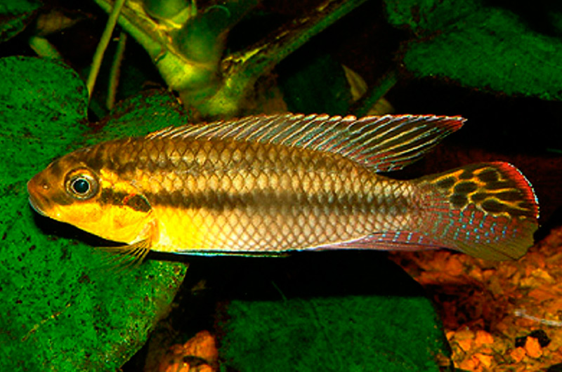 Pelvicachromis subocellatus matadi